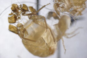 Plusieurs punaises de lit vues au microscope – traitement professionnel par EFG 47 dans le Lot-et-Garonne