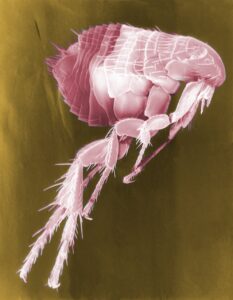 Puce vue au microscope – traitement anti-puces par EFG 47 dans le Lot-et-Garonne