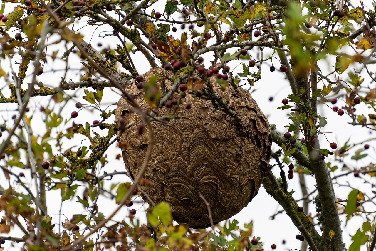 Nid de frelons asiatiques dans un arbre – intervention professionnelle EFG 47 dans le Lot-et-Garonne