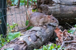 Rat – dératisation professionnelle par EFG 47 dans le Lot-et-Garonne