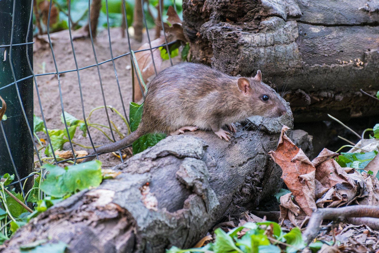 Rat – dératisation professionnelle par EFG 47 dans le Lot-et-Garonne