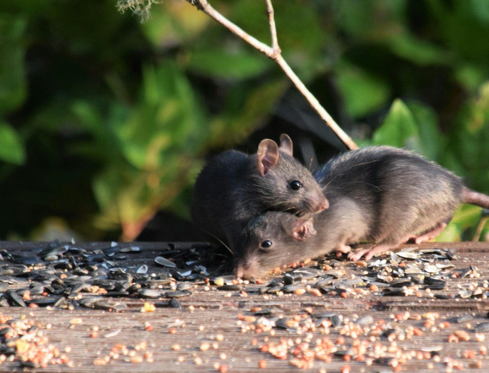 Deux rats mangeant des graines – dératisation professionnelle par EFG 47 dans le Lot-et-Garonne